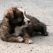 Thumb_img_3954