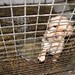 Thumb_img_2475