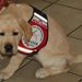 Thumb_labrador_4