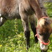 Thumb_dsc00211