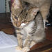 Thumb_original_img_6262