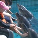 Thumb_antonia_i_delfiny_3