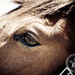 Thumb_logo