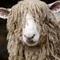 Thumb_sheep