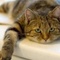 Thumb_cat